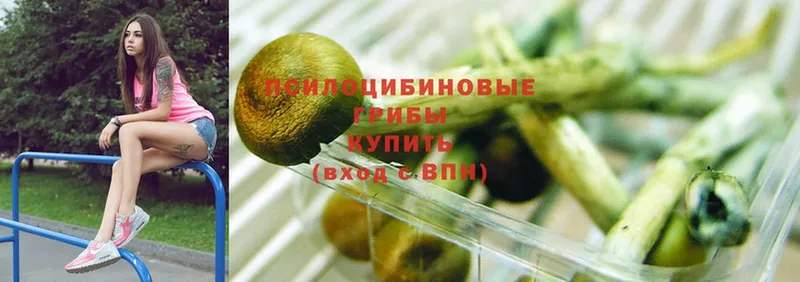 Галлюциногенные грибы Psilocybe  Ярославль 